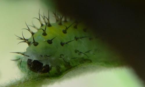 Réf. 301 991 : Periclista lineolata